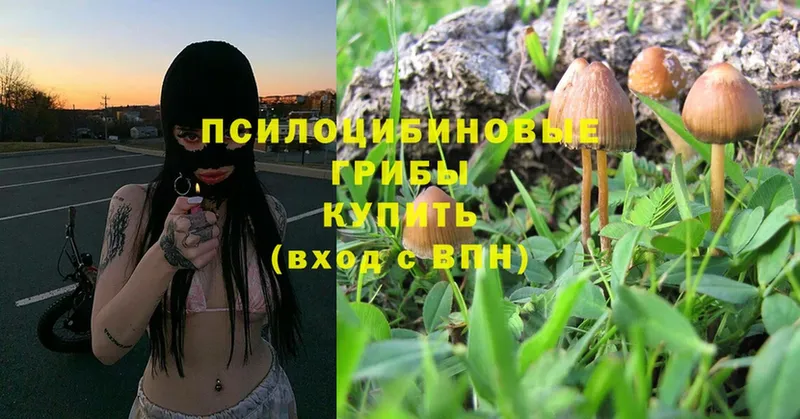 omg как зайти  Истра  Псилоцибиновые грибы Psilocybine cubensis 